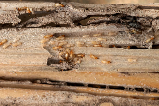 Best Pest Removal Services  in Bartonvle, IL